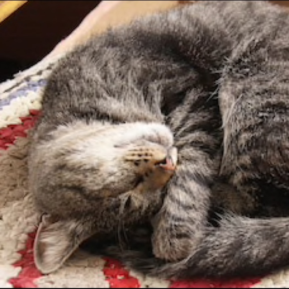 Meet your Posher, Kaitlin